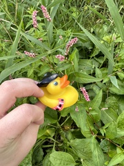 Persicaria longiseta