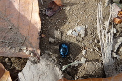 Plagiodera versicolora