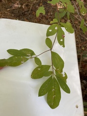 Rhododendron canescens