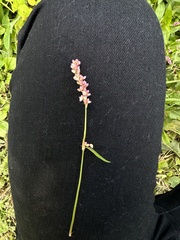 Persicaria longiseta