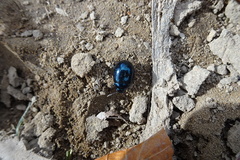 Plagiodera versicolora