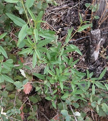Prunus amygdalus