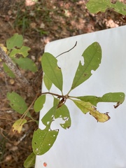 Rhododendron canescens