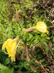 Oenothera glazioviana