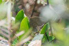 Neonympha areolatus