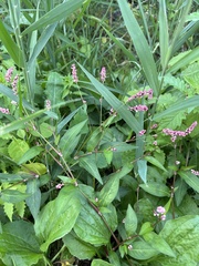 Persicaria longiseta