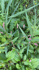 Persicaria longiseta