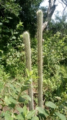 Nyctocereus serpentinus