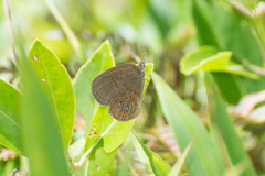 Neonympha areolatus