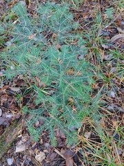 Abies balsamea image