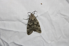 Prionoxystus robiniae