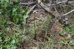 Lomatium geyeri