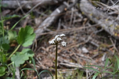 Lomatium geyeri