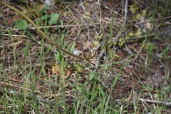 Lomatium geyeri