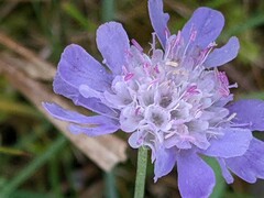 Scabiosa columbaria