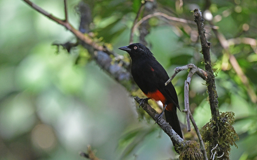 Red-bellied Grackle (Hypopyrrhus pyrohypogaster), photo 10