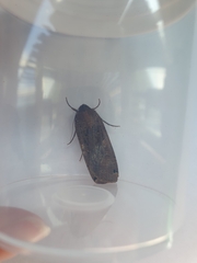 Noctua pronuba