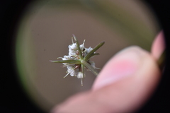 Lomatium geyeri