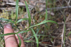 Lomatium geyeri