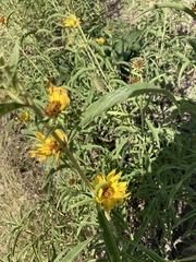 Verbesina encelioides