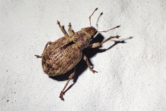 Strophosoma melanogrammum
