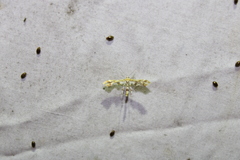 Geina periscelidactylus