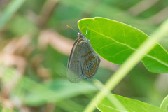 Neonympha areolatus