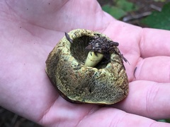 Gastroboletus