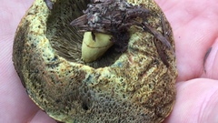 Gastroboletus