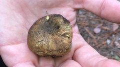 Gastroboletus