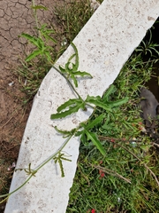 Cucurbitella asperata