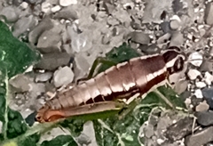 Phaedrotettix