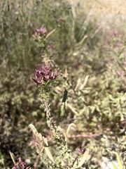 Polanisia dodecandra