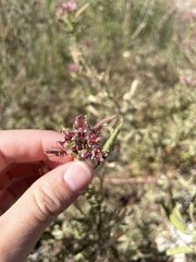 Polanisia dodecandra