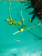Ranunculus
