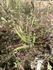 Polanisia dodecandra