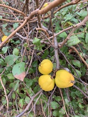 Chaenomeles