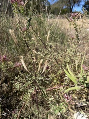 Polanisia dodecandra