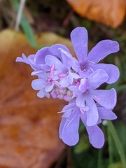 Scabiosa columbaria