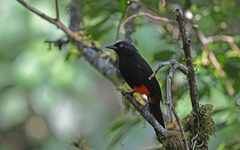 Hypopyrrhus pyrohypogaster