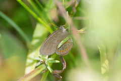 Neonympha areolatus