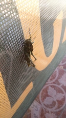 Xyleus discoideus
