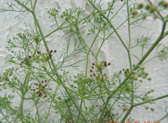 Cyclospermum leptophyllum