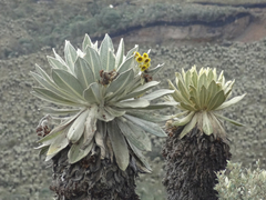 Espeletia pycnophylla