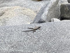 Microlophus atacamensis