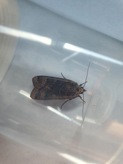 Noctua pronuba