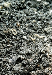 Blaniuloidea