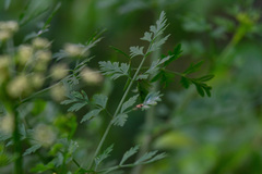 Apiaceae