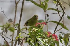 Chlorodrepanis virens wilsoni