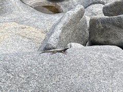 Microlophus atacamensis